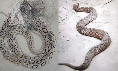 ভোলায় পাঁচদিনে ১২টি রাসেলস ভাইপার উদ্ধার